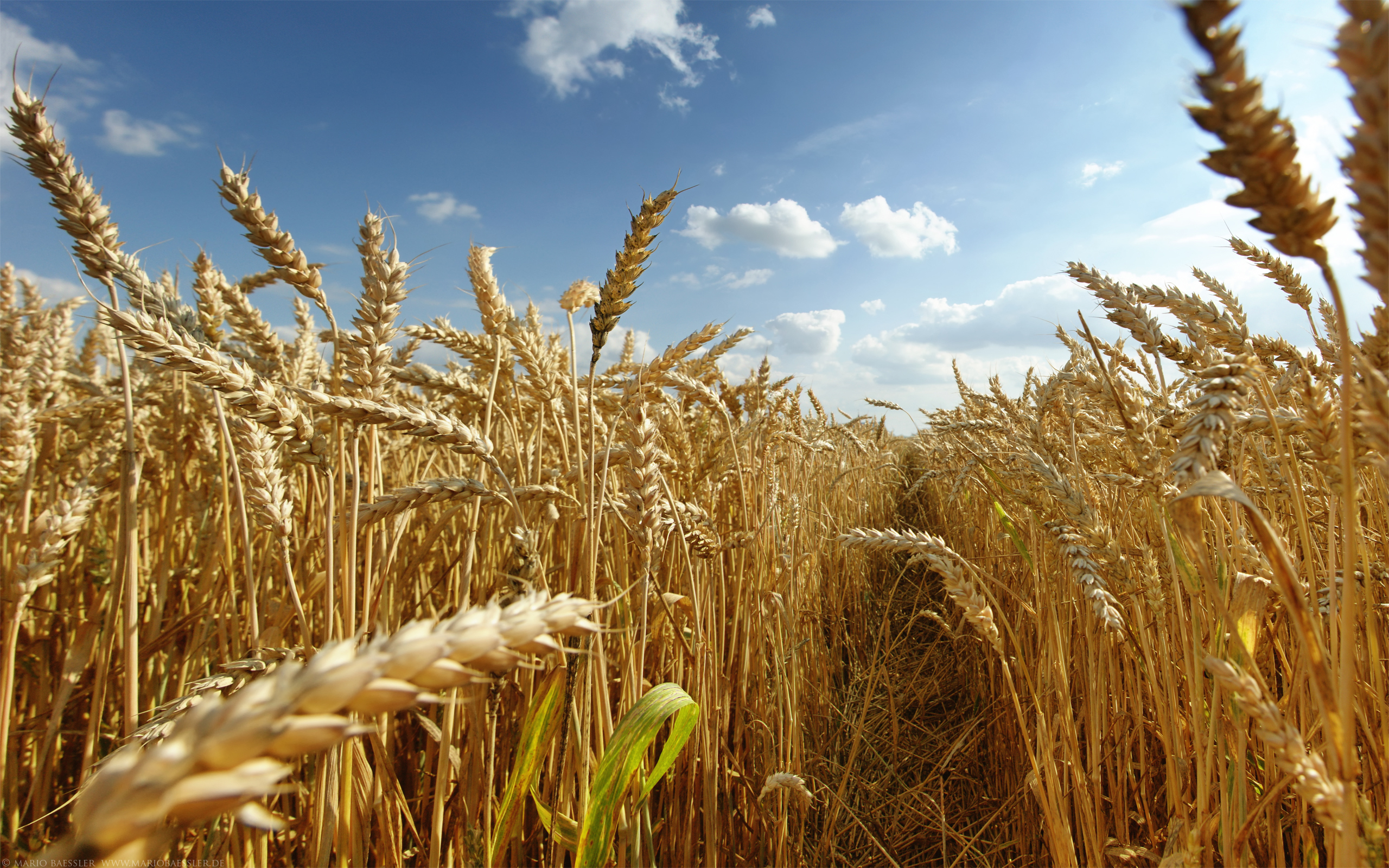 FAO : la production mondiale de blé devrait atteindre 723 millions de tonnes en 2016