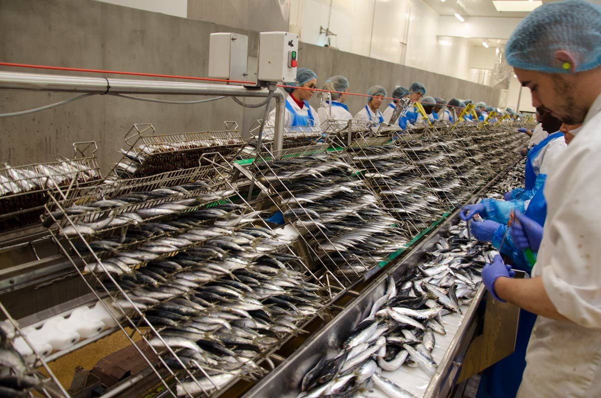 Pêche: le Maroc, 1er exportateur de la sardine en conserve